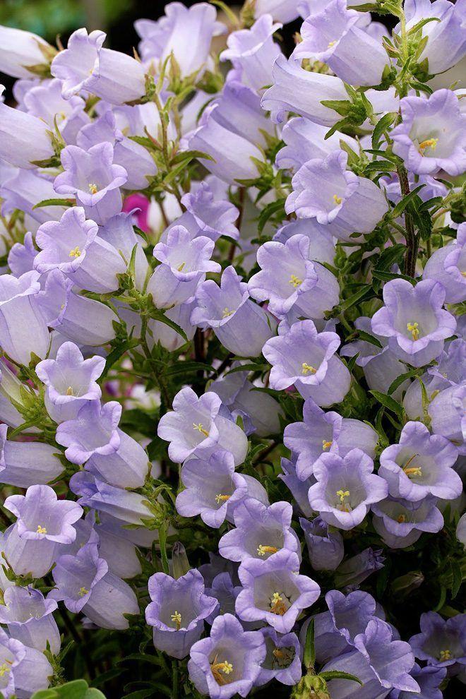 Starlight Infusion of the Floral Muse